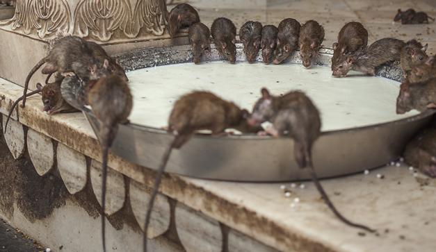 Expulsión de ratas | EL HUEVO COJO